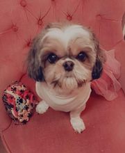 CHIC CANIN image 3