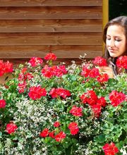 Schöne Blumen Floristik & Gartenbau Bild 8