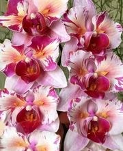 MyOrchids.shop Bild 9
