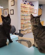 Barta Animal Hospital image 16