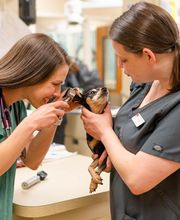 Willowrun Veterinary Hospital image 17