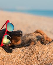 Canine Country Club & Feline Inn image 11