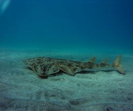 Fuerteventura Diving imagen 1