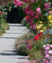 Blumen Pflanzen Baumpflege