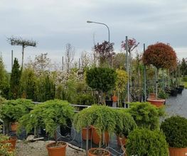 Blumen Krippner Bild 5