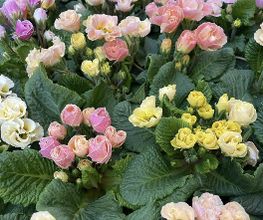 petite fleur gmbh Bild 10