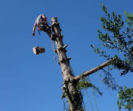 Arboretsens image 4