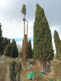 Lopez Dominique le Grimpereau