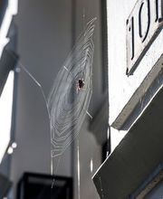 Köring Schädlingsbekämpfung Bild 1