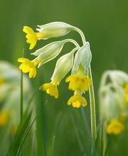 Naturheilpraxis Irène Nabi Bild 4