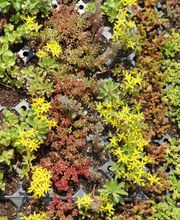 Staudengärtnerei David Müller Bild 14