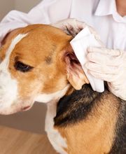 Peluquería Canina Siempre Lindos imagen 1