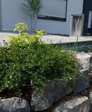 Stark im Garten Bild 17