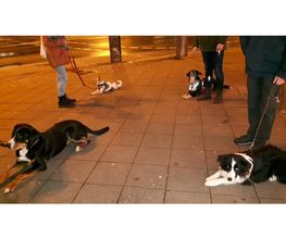 Hundeschule Mosig Bild 1