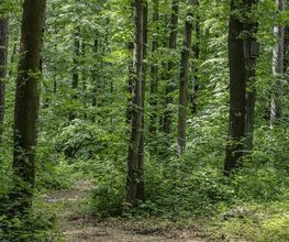 FriedWald Kamenz Bild 7