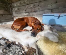 Rhodesian Ridgeback Züchter Bild 5