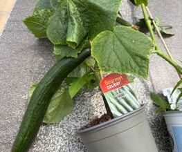 Garten & Floristik Prifling Bild 9