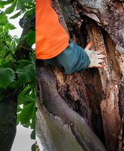 Kümin Baumpflege GmbH Bild 5