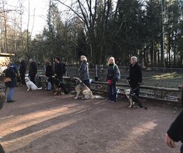 RolfsRudel Hundeschule / Rolf Matar Bild 14