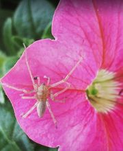 EnviroPest image 3