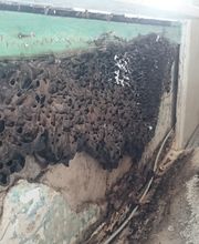 Schrader Schädlingsbekämpfung Bild 3