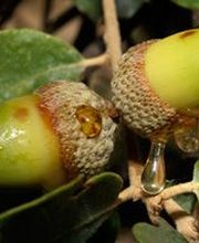 MIEL Y SOLO MIEL imagen 20