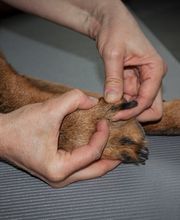 Tierphysio-Praxis Oberland GmbH Bild 6