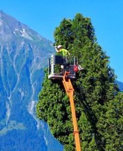 Baummensch GmbH Bild 7