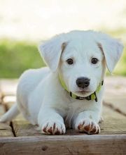 Kleintierarzt St. Antoni