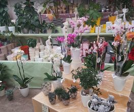 Blumen Groth Bild 3