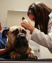 Pure Paws Veterinary Care of Clinton Hill image 7