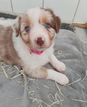 Elevage des Bois de Loge Borgne image 9