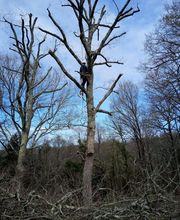 Elagage Pays Basque image 6