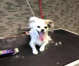 Patty's Hundesalon Bild 9