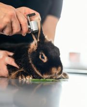 Tierarzt Schlüter Kiel, Tierarztpraxis Schlüter Bild 9