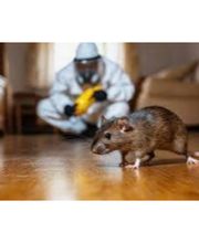 Sos Antinuisibles 54 image 4