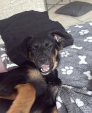 Hundetal Bild 4