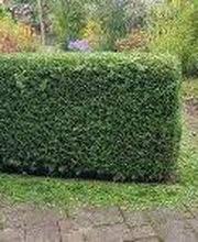 Hausmeisterservice-Cenkaj Bild 6