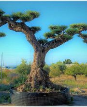 Planthispania imagen 11