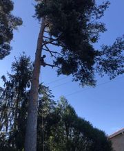 Elagage Gael Espaces Verts image 9