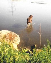 Die Schule der Labradorfreunde Bild 12