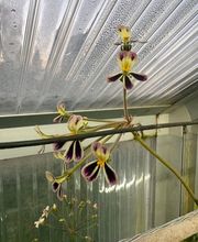 Ralf Paul Pelargonien (Para's) Bild 12