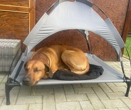 Doglife Bild 7