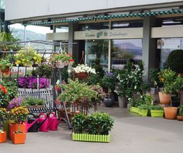 Blumen Eichenberger Horgen Bild 1