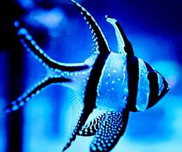 Aqua-Matrix Corals GmbH Bild 5