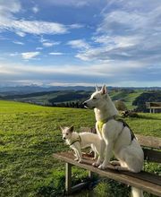 Haku & Co Hundeschule Bild 1