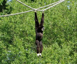 Spaycific'Zoo image 11