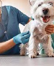 Kleintierpraxis Gerliswil AG Bild 7