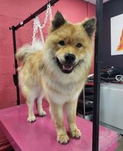 Tom&Co Chinon - Animalerie - Dog Wash image 12