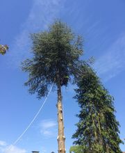 Baumdienste mit Seiltechnik Purretat Bild 9